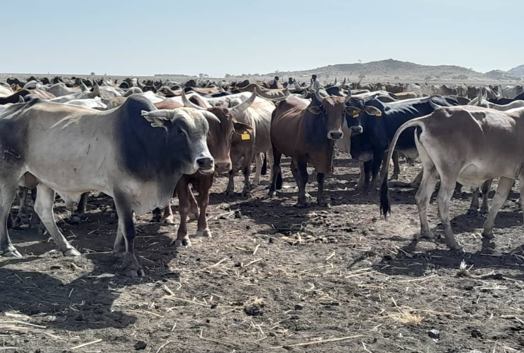 مفوضية الاستثمار